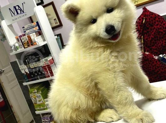 Baba A Scrli Anne Yurt Dışından 1 Aylık Samoyed Yavrusu