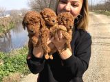 Muhteşem Irk Garantili Toy Poodle Yavrularımız