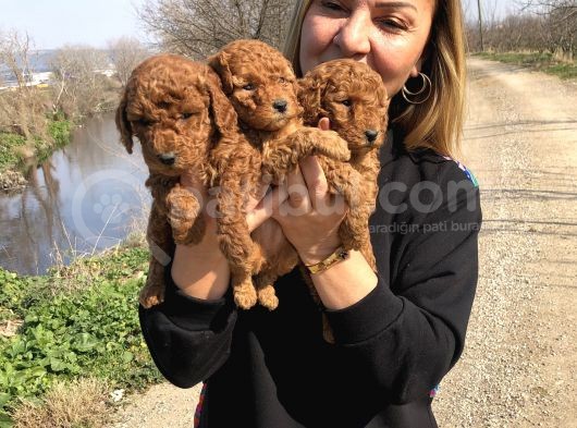 Muhteşem Irk Garantili Toy Poodle Yavrularımız görsel
