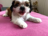 Shihtzu Yavrularımız
