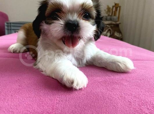 Shihtzu Yavrularımız görsel