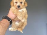 Gerçek Malti̇poo Garanti̇li̇ Bebekler