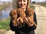 Muhteşem Irk Garantili Toy Poodle Yavrularımız