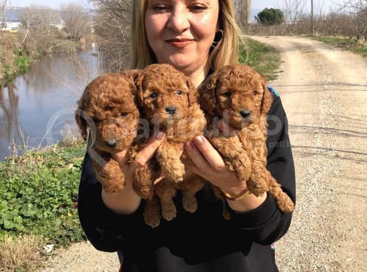 Muhteşem Irk Garantili Toy Poodle Yavrularımız görsel