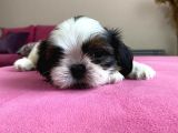 Shihtzu yavrularımız