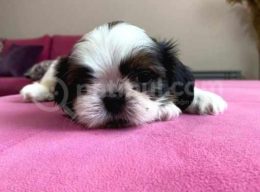Shihtzu Yavrularımız