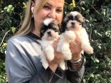 Şirinmi şirin harika shih tzu Yavrularımız