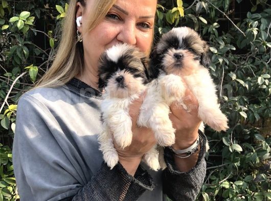 Şirinmi şirin harika shih tzu Yavrularımız