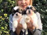 Şirinmi Şirin Harika Shih Tzu Yavrularımız