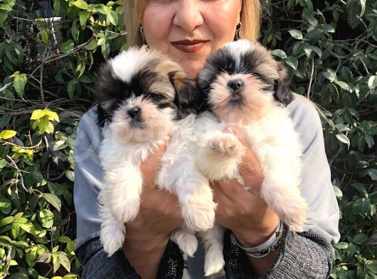 Şirinmi Şirin Harika Shih Tzu Yavrularımız görsel