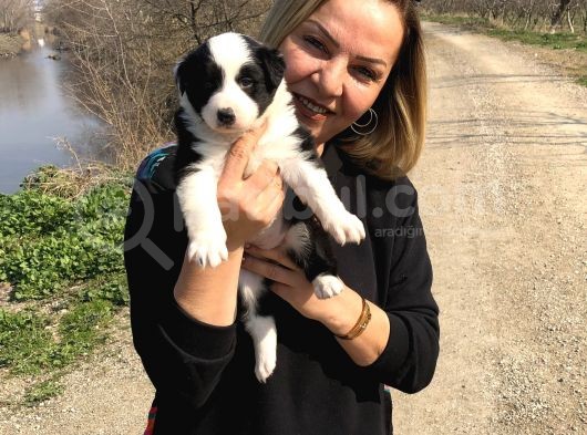 Oyuncu Zeki Mükemnel Border Collie Yavrularımız görsel