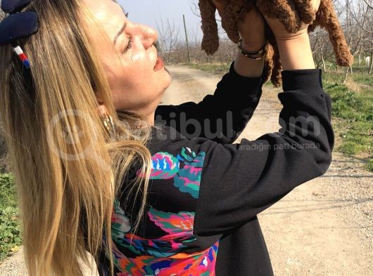 Irk Garantili Harika Toy Poodle Yavrularımız görsel