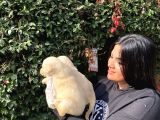 Safkan Golden Retriever Yavrularımız
