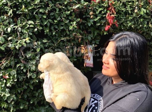 Safkan Golden Retriever Yavrularımız görsel