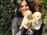 Safkan Golden Retriever Yavrularımız