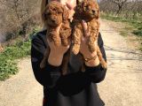 Irk Garantili Harika Toy Poodle Yavrularımız