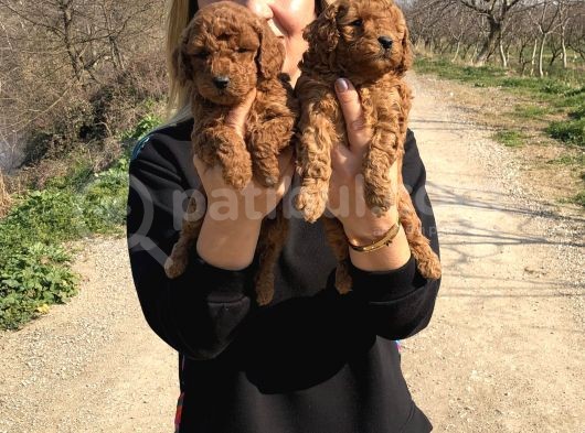 Irk Garantili Harika Toy Poodle Yavrularımız görsel