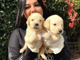 Safkan Golden Retriever Yavrularımız