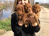 Muhteşem ırk garantili toy Poodle Yavrularımız