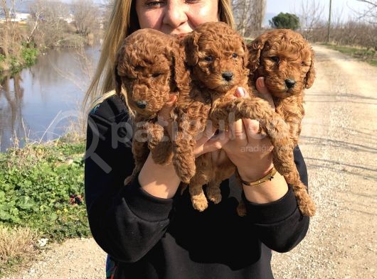 Muhteşem Irk Garantili Toy Poodle Yavrularımız