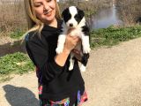 Oyuncu Zeki Mükemnel Border Collie Yavrularımız