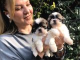 Şirinmi Şirin Harika Shih Tzu Yavrularımız