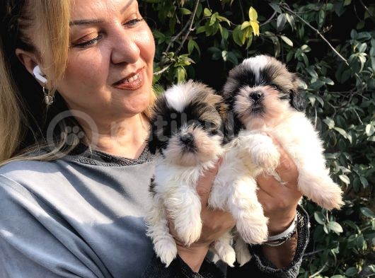Şirinmi Şirin Harika Shih Tzu Yavrularımız görsel