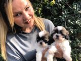 Şirinmi Şirin Harika Shih Tzu Yavrularımız
