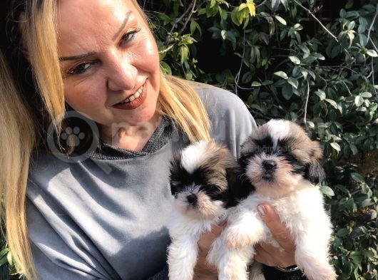 Şirinmi Şirin Harika Shih Tzu Yavrularımız görsel
