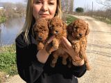 Muhteşem Irk Garantili Toy Poodle Yavrularımız