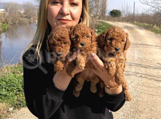 Muhteşem Irk Garantili Toy Poodle Yavrularımız görsel