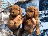 Red Toypoodle Yavrularımız