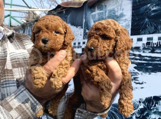 Red Toypoodle Yavrularımız görsel
