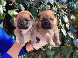 Irk Garantili Pofuduk Chow Chow Yavrularımız
