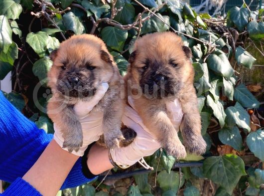 Irk Garantili Pofuduk Chow Chow Yavrularımız görsel