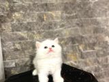 Sevi̇mli̇ Bebeği̇mi̇z Bri̇ti̇sh Longhai̇r Yavrular