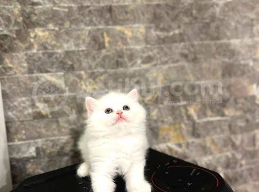 Sevi̇mli̇ Bebeği̇mi̇z Bri̇ti̇sh Longhai̇r Yavrular görsel
