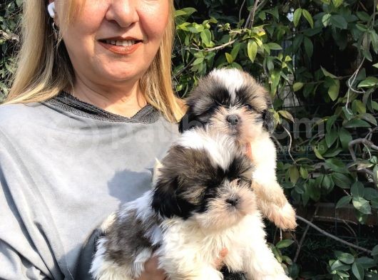 Şirinmi Şirin Harika Shih Tzu Yavrularımız görsel