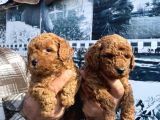 Red Toypoodle Yavrularımız