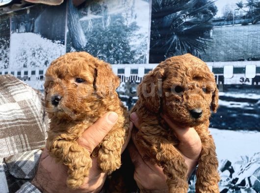 Red Toypoodle Yavrularımız görsel