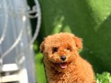 SAFKAN RED TOY POODLE YAVRULAR