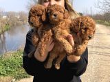 Muhteşem Irk Garantili Toy Poodle Yavrularımız