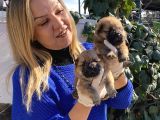 Irk Garantili Pofuduk Chow Chow Yavrularımız