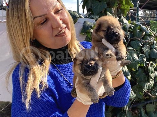 Irk Garantili Pofuduk Chow Chow Yavrularımız görsel