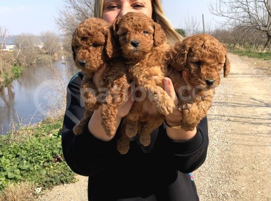 Muhteşem Irk Garantili Toy Poodle Yavrularımız görsel