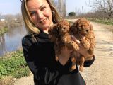 Irk Garantili Harika Toy Poodle Yavrularımız