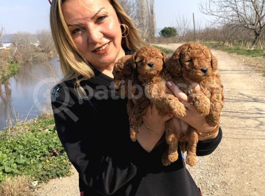 Irk Garantili Harika Toy Poodle Yavrularımız görsel