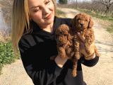 Irk Garantili Harika Toy Poodle Yavrularımız