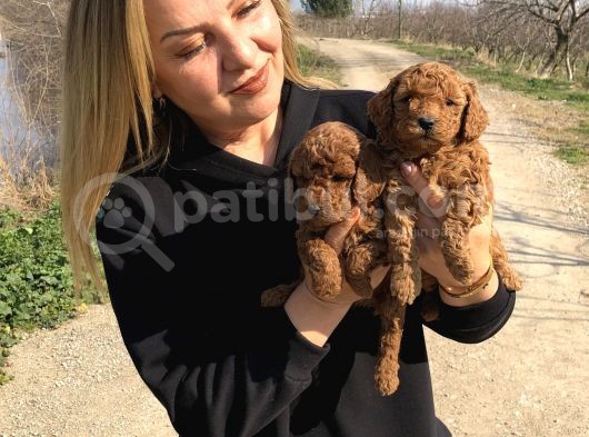 Irk Garantili Harika Toy Poodle Yavrularımız