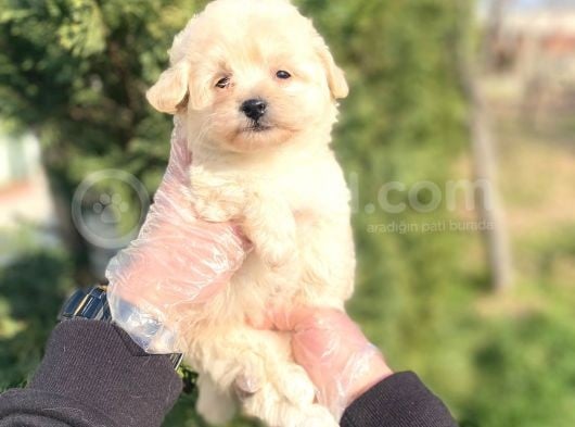 Sevi̇mli̇ Malti̇poo Bebekleri̇mi̇z görsel
